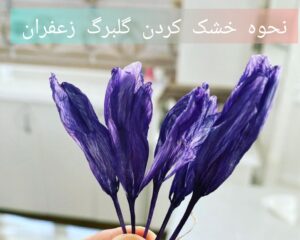 نحوه خشک کردن گلبرگ زعفران