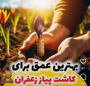 بهترین عمق کاشت زعفران