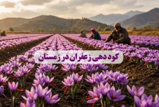 کود دهی زعفران در زمستان